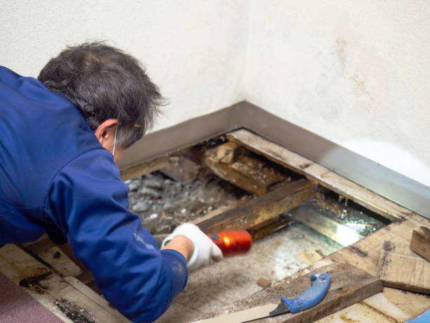 Best Mold Testing and Removal  in Point Clear, AL