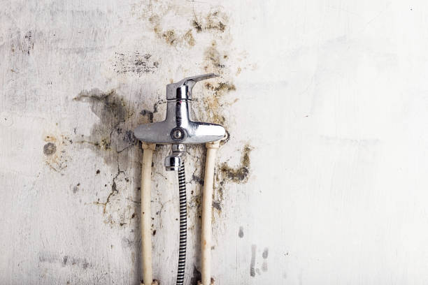 Best Same-Day Mold Removal  in Point Clear, AL