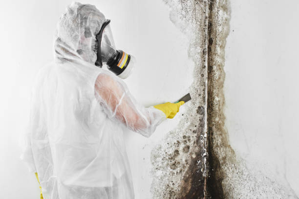 Best Attic Mold Removal  in Point Clear, AL