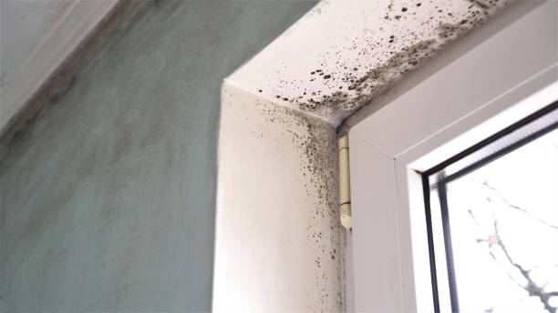 Best Commercial Mold Removal  in Point Clear, AL