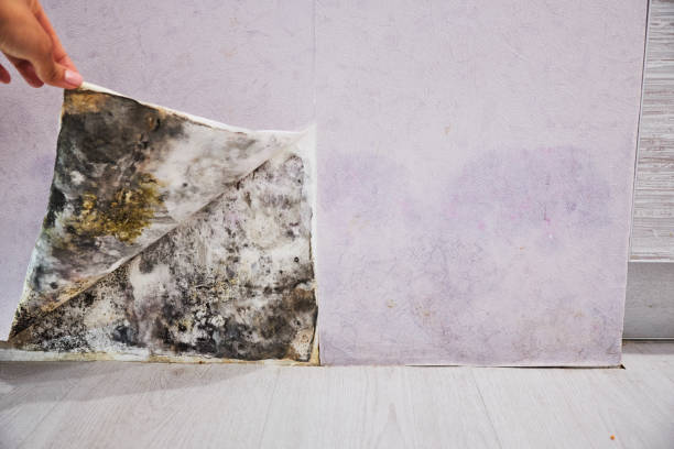 Mold Testing and Removal in Point Clear, AL